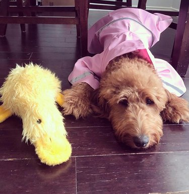 dog lying next to duck toy.