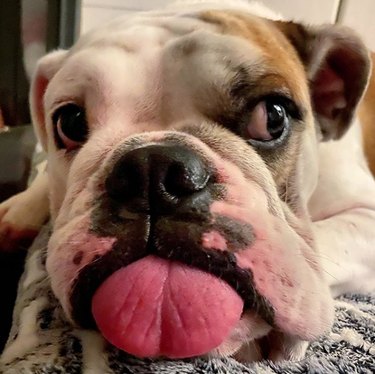 bulldog with tongue out