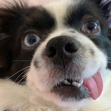 dog with tongue out and eyes crossed