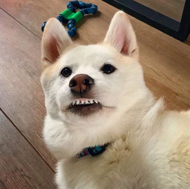 white dog with teeth showing in a smile.