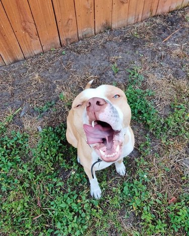 dog with tongue out mid yawn