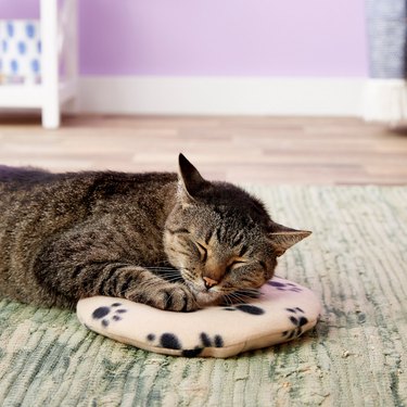 microwave heat pad cat