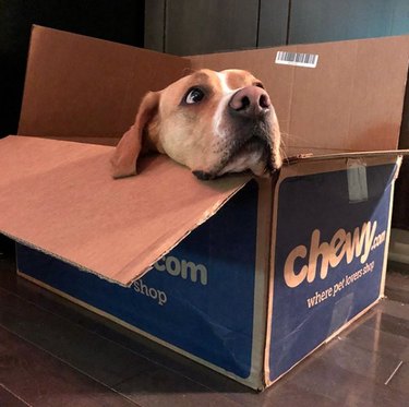 dog in chewy box.