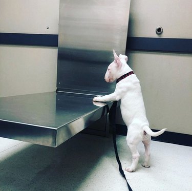 a bull terrier standing by the exam table