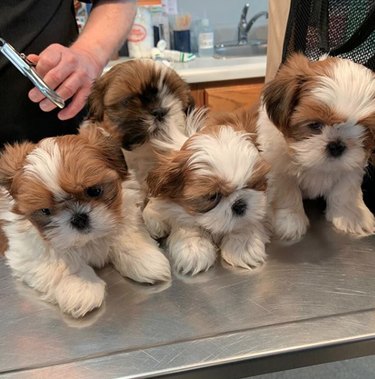 four shihtzu puppies on the exam table