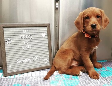 dog with first vet visit sign