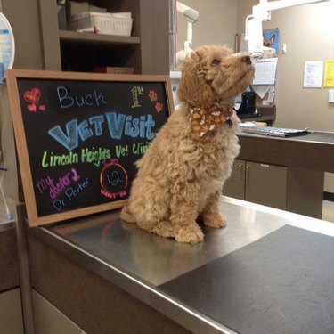 dog on exam table looking up