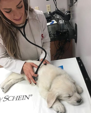 white golden sleeping while getting a checkup