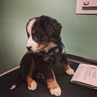 bernese puppy on exam table