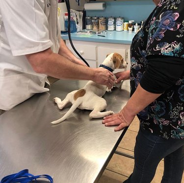 puppy with dogs splayed on exam table