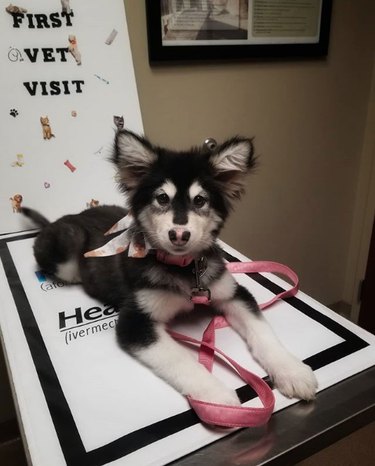 husky puppy on exam table with first vet visit sign