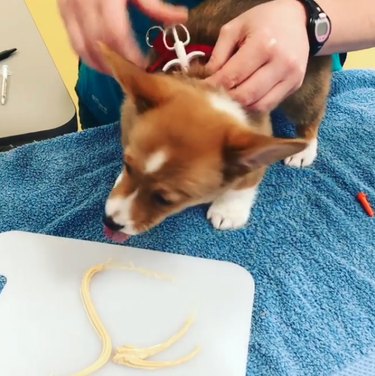 dog eating while getting a shot from the vet