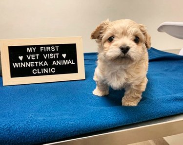 maltipoo puppy with first vet visit sign