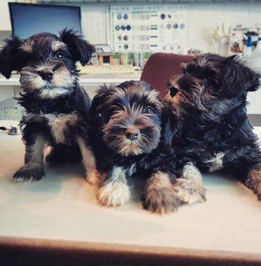 three dogs waiting to get vaccinated