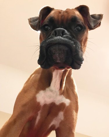 Boxer dog photographed from below