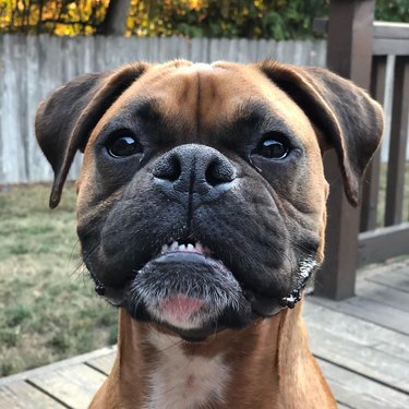 Boxer dog smiling with lower teeth at camera