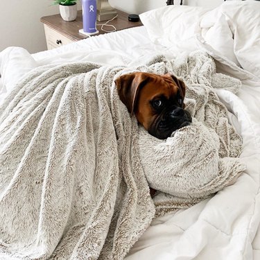 Boxer dog wrapped in blankets on bed