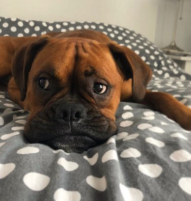 Boxer dog laying in bed on blankets