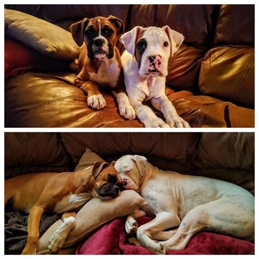 Two Boxer dogs together as puppies and as adults