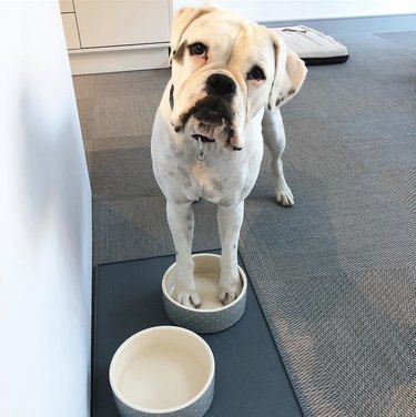 Boxer dog standing with front paws in food bowl
