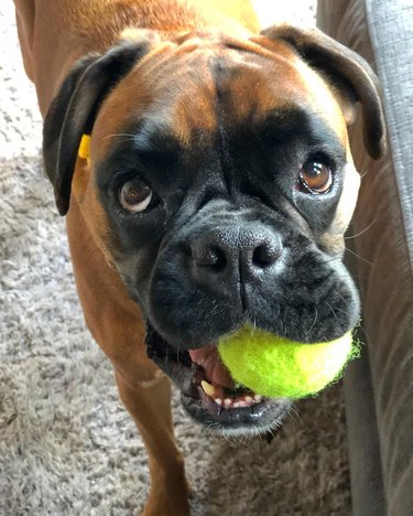 Boxer dog with tennis ball