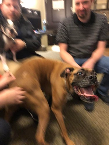 Boxer dog getting its butt scratched