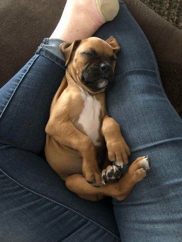 Sleeping Boxer puppy on person's legs