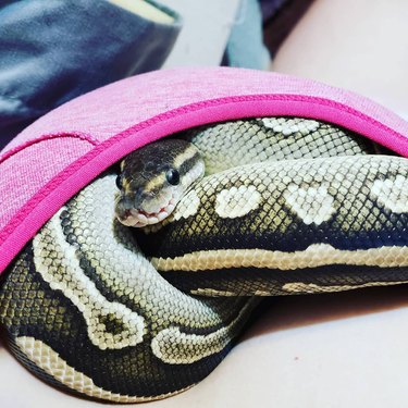 22 cute snakes slithering straight into your heart