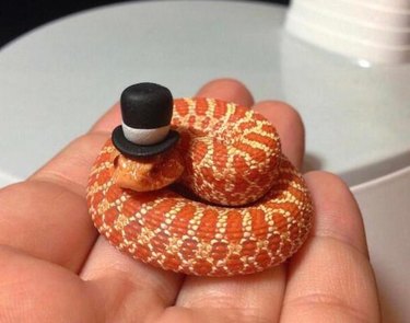 22 cute snakes slithering straight into your heart