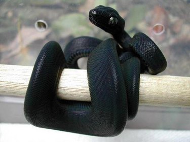 22 cute snakes slithering straight into your heart