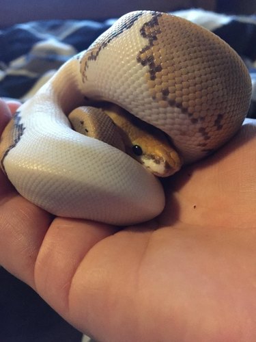 22 cute snakes slithering straight into your heart