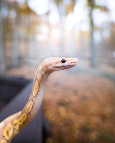 22 cute snakes slithering straight into your heart