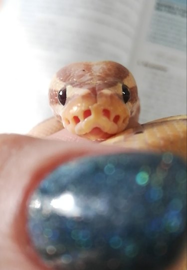 22 cute snakes slithering straight into your heart