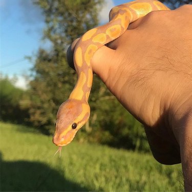 22 cute snakes slithering straight into your heart