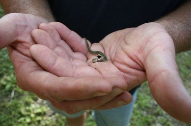 22 cute snakes slithering straight into your heart