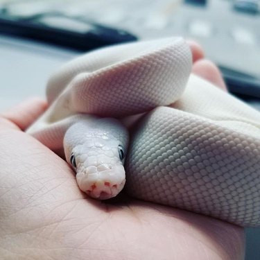 22 cute snakes slithering straight into your heart