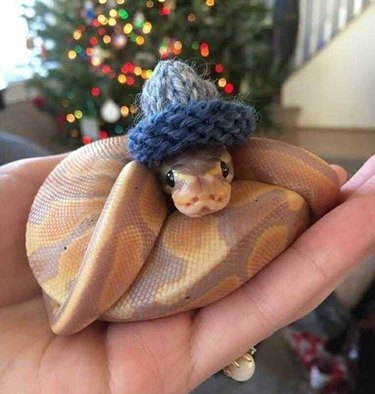 22 cute snakes slithering straight into your heart