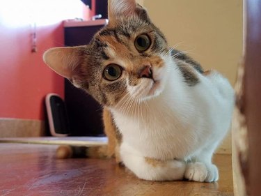 160+ names for calico cats and calico kittens