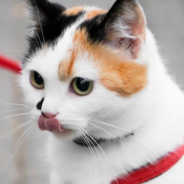 160+ names for calico cats and calico kittens