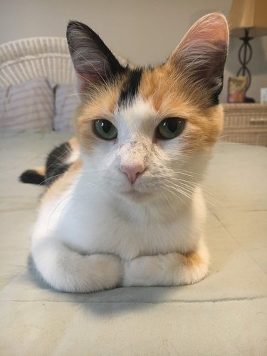 160+ names for calico cats and calico kittens