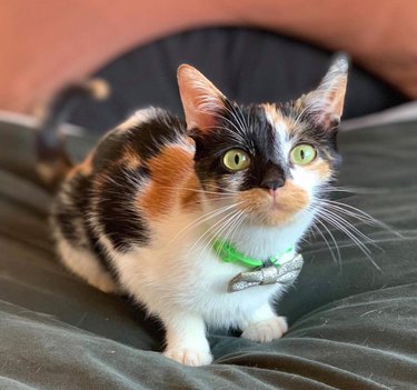 160+ names for calico cats and calico kittens