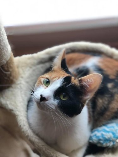 160+ names for calico cats and calico kittens