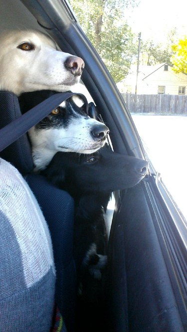 Three dogs in a car.