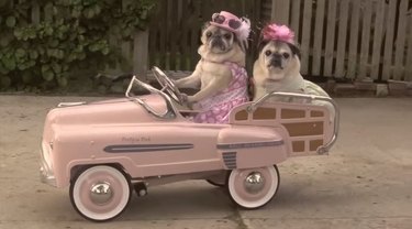 Two pugs in a pink car.
