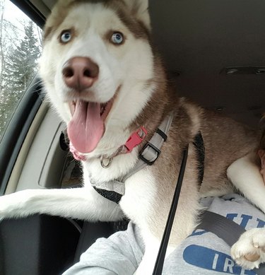 Husky sitting on the lap of car passenger.