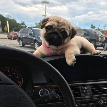 Pug on the dashboard of a car.