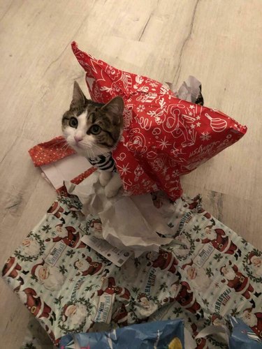 cat wears pile of wrapping paper on back