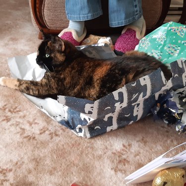 cat loves wrapping paper