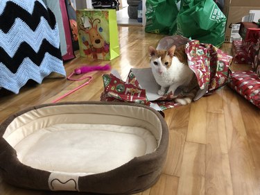 cat doesn't care about present just paper it was wrapped in