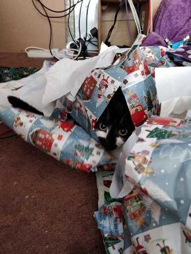 cat lies in wait in pile of wrapping paper